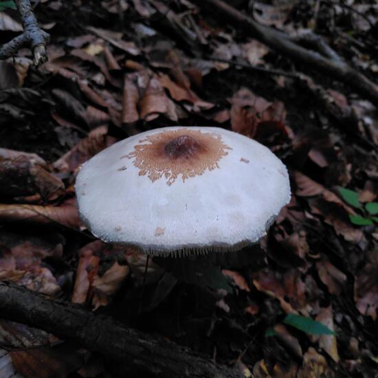 Macrolepiota mastoidea: Mushroom in habitat Temperate forest in the NatureSpots App