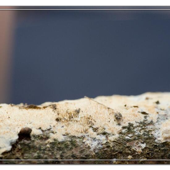 Schizopora paradoxa: Pilz im Habitat Borealer Nadelwald in der NatureSpots App