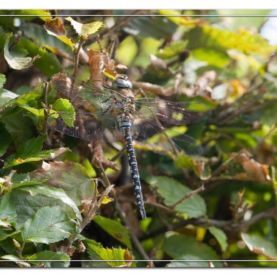 Migrant Hawker: Animal in habitat Garden in the NatureSpots App