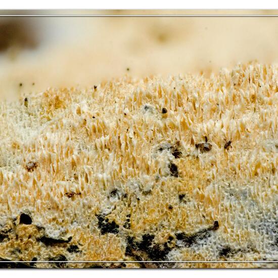 Schizopora paradoxa: Mushroom in habitat Boreal forest in the NatureSpots App