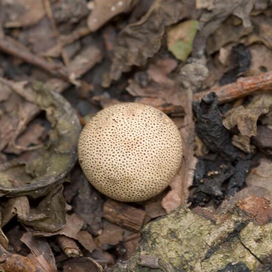 Leopardenfell-Hartbovist: Pilz im Habitat Borealer Nadelwald in der NatureSpots App