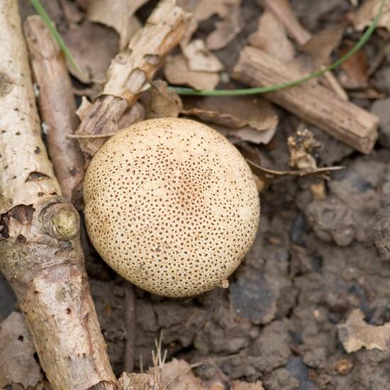 Leopardenfell-Hartbovist: Pilz im Habitat Borealer Nadelwald in der NatureSpots App