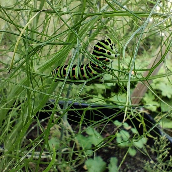 Schwalbenschwanz: Tier im Habitat Garten in der NatureSpots App