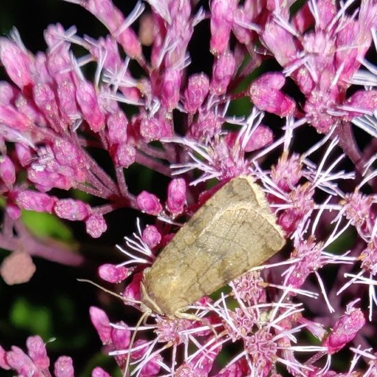 Trapezeule: Tier im Habitat Garten in der NatureSpots App