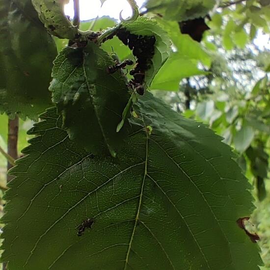 Ameisen: Tier im Habitat Garten in der NatureSpots App