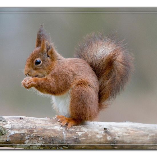 Red squirrel: Animal in habitat Backyard in the NatureSpots App