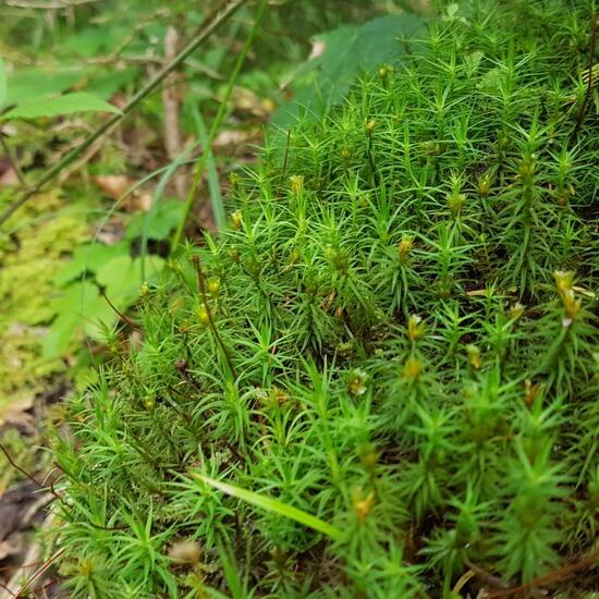 Laubmoose: Pflanze im Habitat Borealer Nadelwald in der NatureSpots App