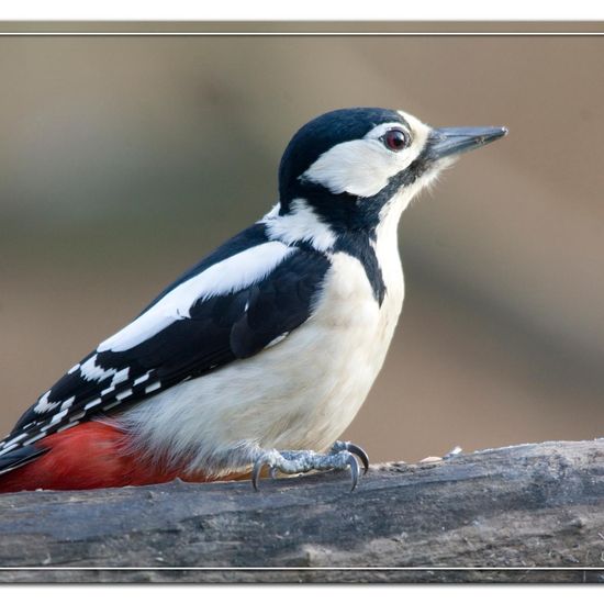 Great Spotted Woodpecker: Animal in habitat Backyard in the NatureSpots App