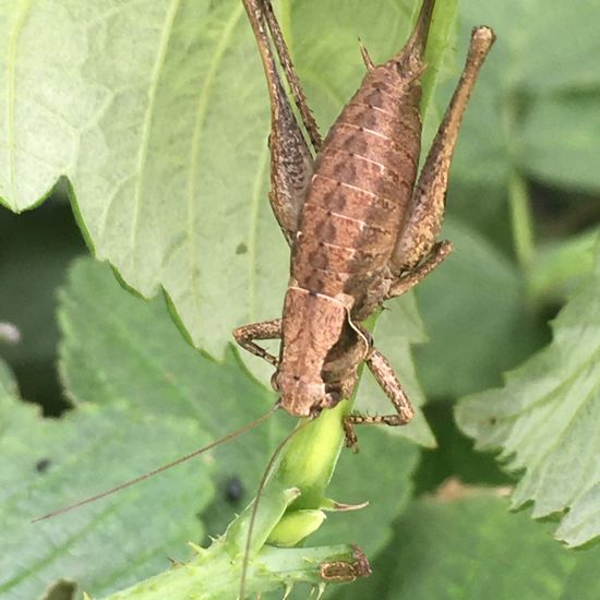 Dark bush-cricket: Animal in habitat Garden in the NatureSpots App