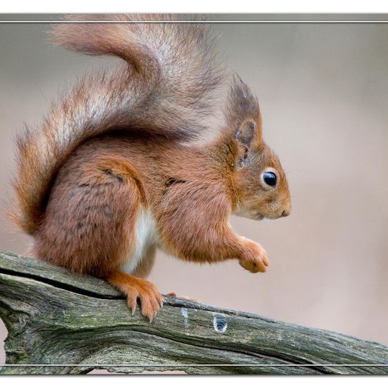 Eurasisches Eichhörnchen: Tier im Habitat Hinterhof in der NatureSpots App