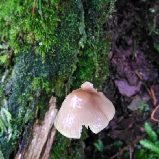 Mycena galericulata: Mushroom in habitat Temperate forest in the NatureSpots App