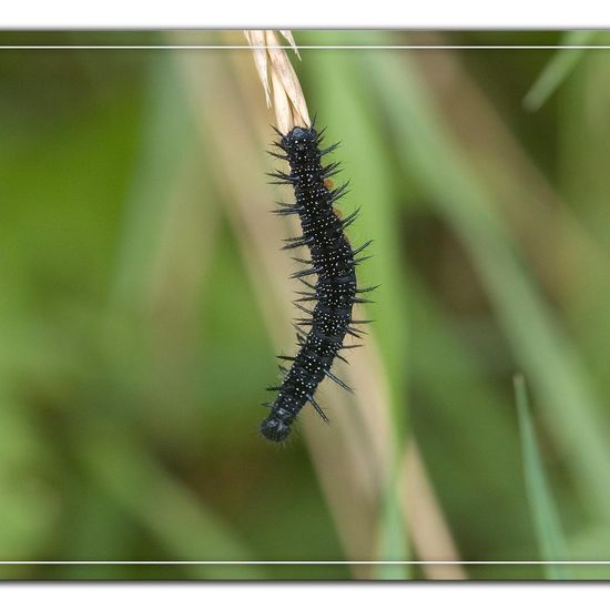 Aglais io: Tier im Habitat Naturnahe Wiese in der NatureSpots App