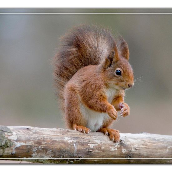 Red squirrel: Animal in habitat Backyard in the NatureSpots App