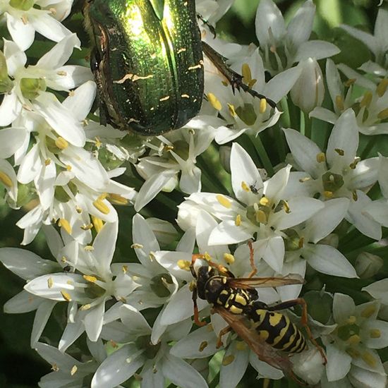 Cetonia aurata: Animal in habitat Garden in the NatureSpots App