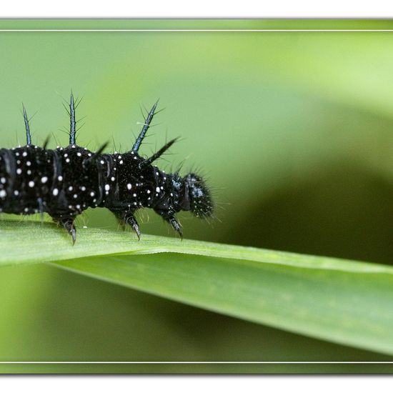 Aglais io: Tier im Habitat Naturnahe Wiese in der NatureSpots App