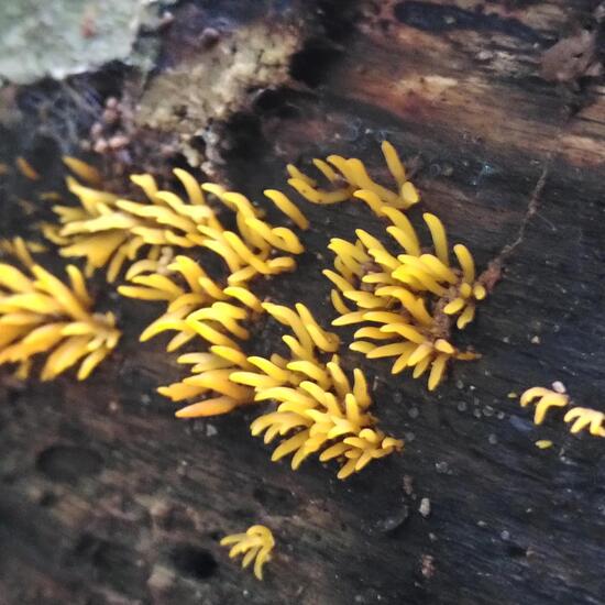 Calocera cornea: Mushroom in habitat Temperate forest in the NatureSpots App