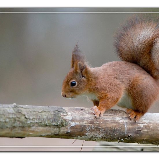 Eurasisches Eichhörnchen: Tier im Habitat Hinterhof in der NatureSpots App