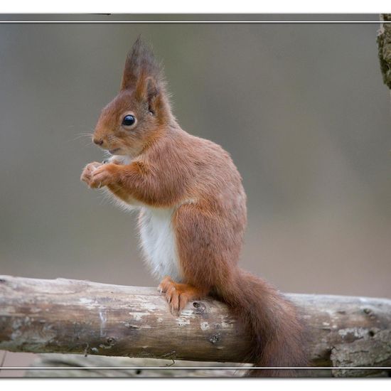 Eurasisches Eichhörnchen: Tier im Habitat Hinterhof in der NatureSpots App