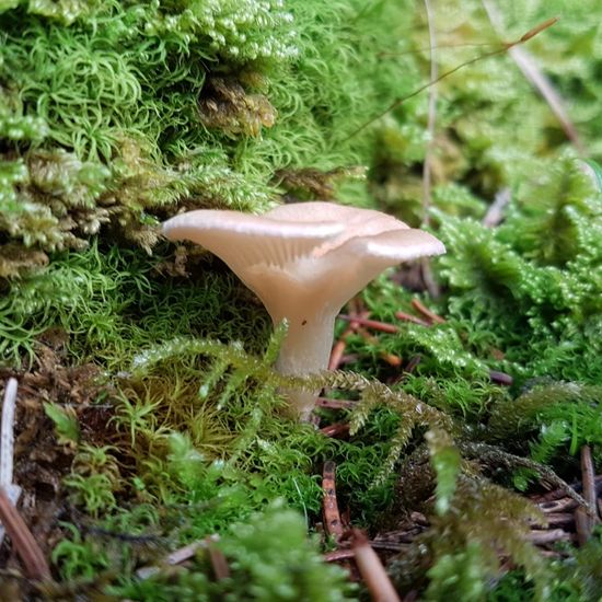 Unknown species: Mushroom in habitat Boreal forest in the NatureSpots App