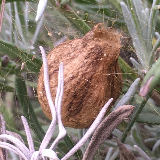 Wespenspinne: Tier im Habitat Garten in der NatureSpots App