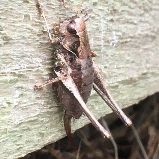 Gemeine Strauchschrecke: Tier im Habitat Garten in der NatureSpots App