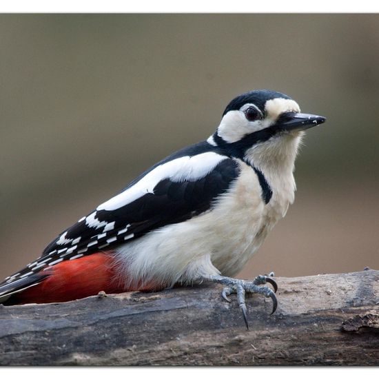 Great Spotted Woodpecker: Animal in habitat Backyard in the NatureSpots App