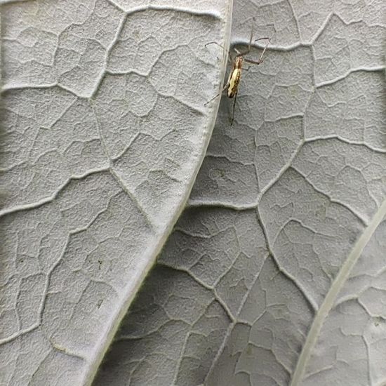 Tetragnatha extensa: Animal in habitat Garden in the NatureSpots App