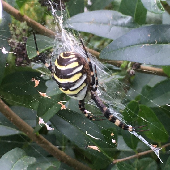 Argiope bruennichi: Animal in habitat Garden in the NatureSpots App