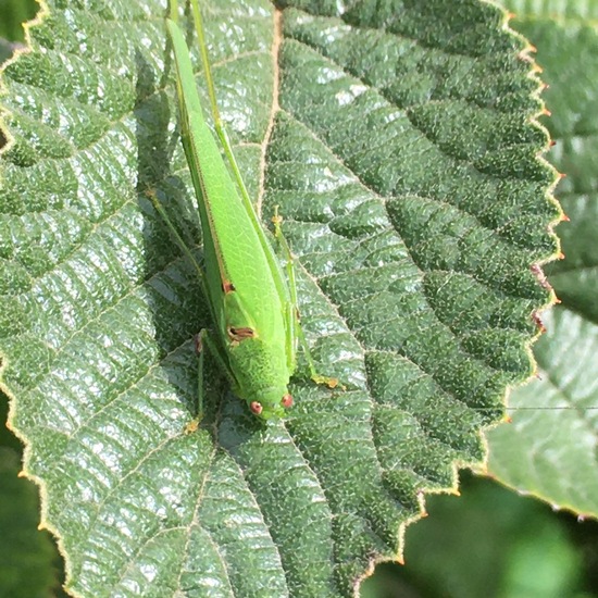 Sickle-bearing bush-cricket: Animal in habitat Garden in the NatureSpots App