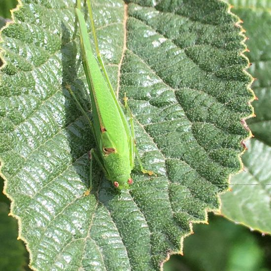 Gemeine Sichelschrecke: Tier im Habitat Garten in der NatureSpots App