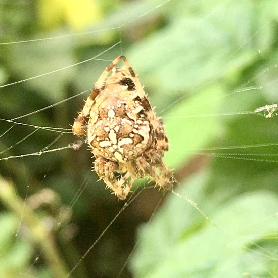 Araneus diadematus: Animal in habitat Garden in the NatureSpots App