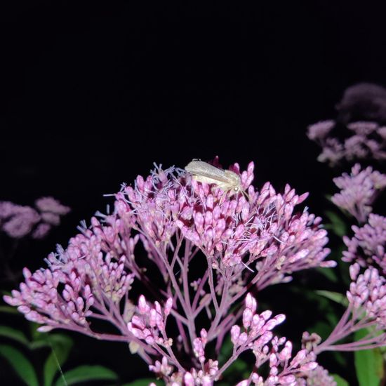 Trapezeule: Tier im Habitat Garten in der NatureSpots App