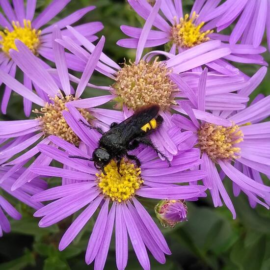 Borstige Dolchwespe: Tier im Habitat Hecke/Blumenbeet in der NatureSpots App