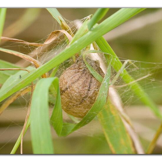 Wespenspinne: Tier im Habitat Naturnahe Wiese in der NatureSpots App