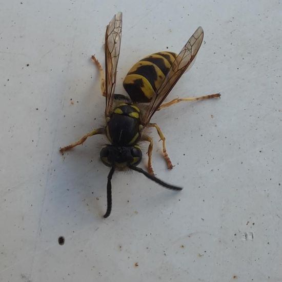 Vespula vulgaris: Animal in nature in the NatureSpots App