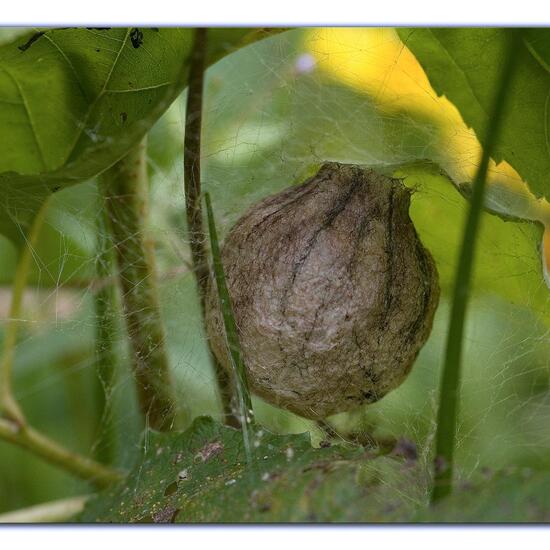 Argiope bruennichi: Animal in habitat Natural Meadow in the NatureSpots App