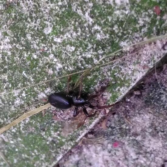 Gewöhnliche Stiefelspinne: Tier im Habitat Garten in der NatureSpots App