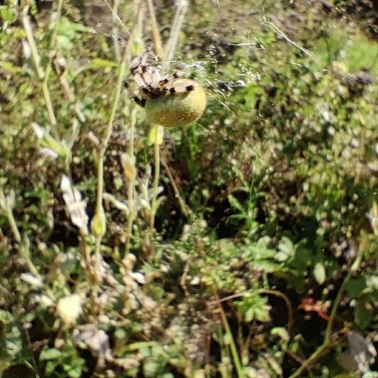 Araneus quadratus: Animal in habitat Garden in the NatureSpots App