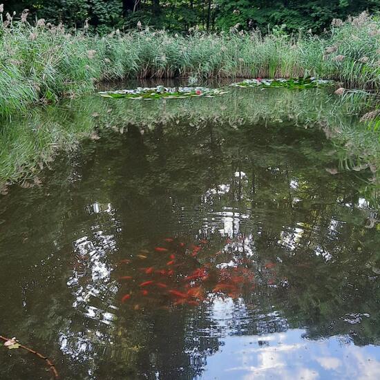 Landschaft: Süßwasser im Habitat Teich in der NatureSpots App