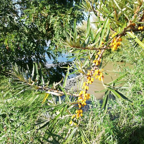 Hippophae rhamnoides: Plant in habitat River in the NatureSpots App
