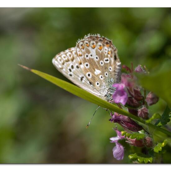 Lysandra coridon: Animal in habitat Mountain meadows in the NatureSpots App