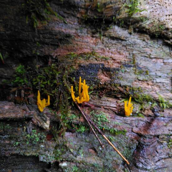 Calocera viscosa: Mushroom in habitat Temperate forest in the NatureSpots App