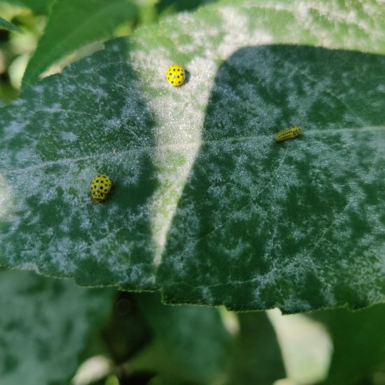 Zweiundzwanzigpunkt-Marienkäfer: Tier im Habitat Garten in der NatureSpots App