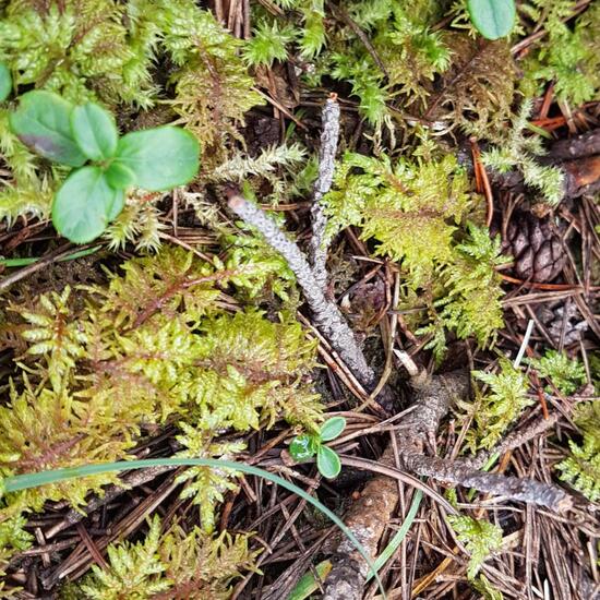 Moss: Plant in habitat Boreal forest in the NatureSpots App