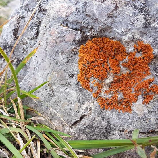 Xanthoria elegans: Mushroom in habitat Alpine tundra in the NatureSpots App