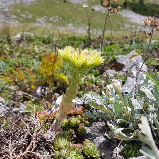 Sempervivum grandiflorum: Plant in habitat Alpine tundra in the NatureSpots App