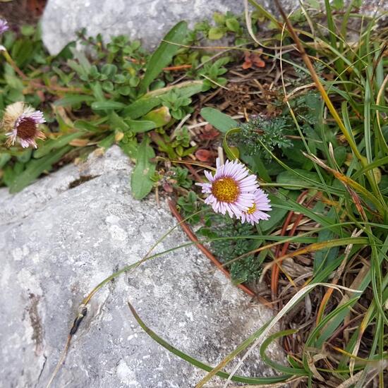 Eine unbekannte Art: Pflanze im Habitat Alpine Tundra in der NatureSpots App