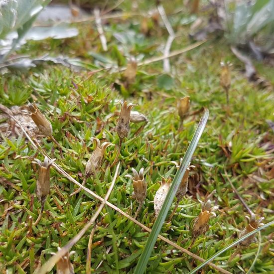 Unknown species: Plant in habitat Alpine tundra in the NatureSpots App