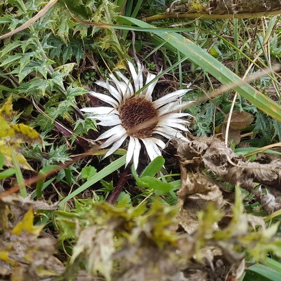 Silberdistel: Pflanze im Habitat Alpine Tundra in der NatureSpots App