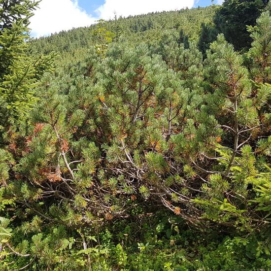 Pinus mugo: Plant in habitat Mountain in the NatureSpots App